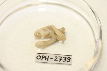 Media type: image;   Invertebrate Zoology OPH-2739 Description: Preserved specimen.;
